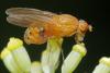 Sapromyzosoma laevatrispina